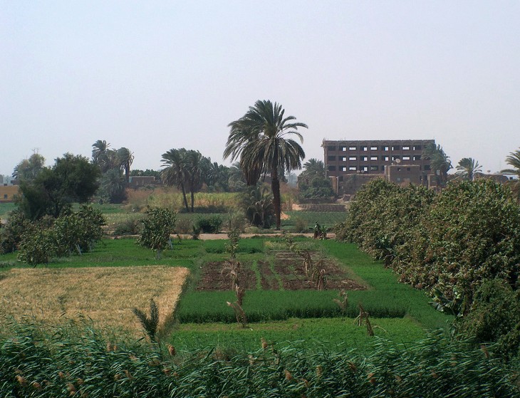 Campos de cultivo en los alrededores del río Nilo (Egipto)